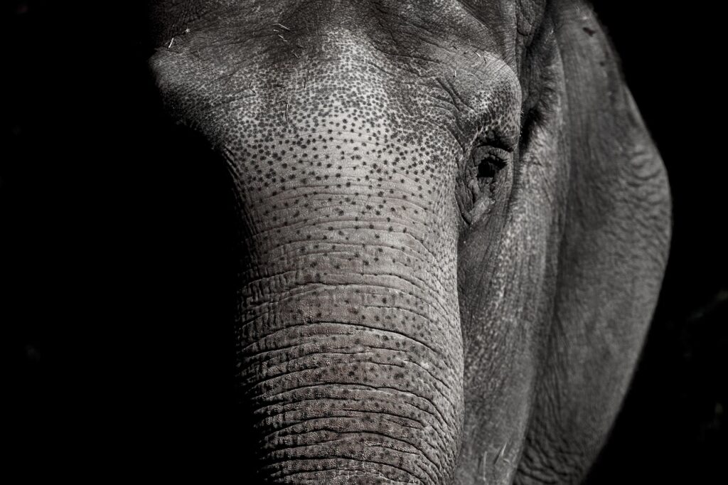elephant, zoo, animal, nature, wildlife, pachyderm