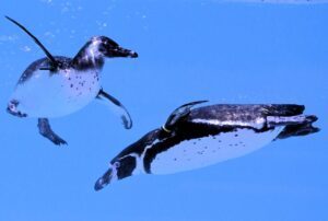 penguin, underwater, swim, bird, zoo, cute, nature, animal