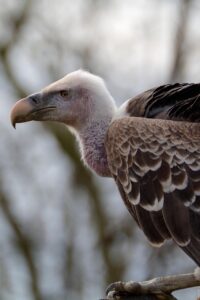 bird, vulture, trees, zoo, animal, nature, wildlife, trees, zoo, zoo, animal, animal, animal, animal, animal, wildlife