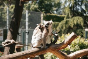 Ring-tailed lemur with baby on a tree branch in a zoo in Hungary. Captured outdoors in natural habitat.