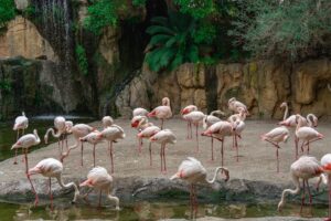 Captivating view of flamingos gathered by a zoo waterfall, vibrant nature scene.