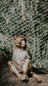 A Rhesus macaque sits on a rock, with a netted background suggesting a zoo or enclosure setting.