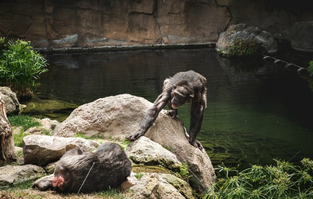 Two chimpanzees interacting by a pond in a zoo setting, surrounded by rocks and greenery.